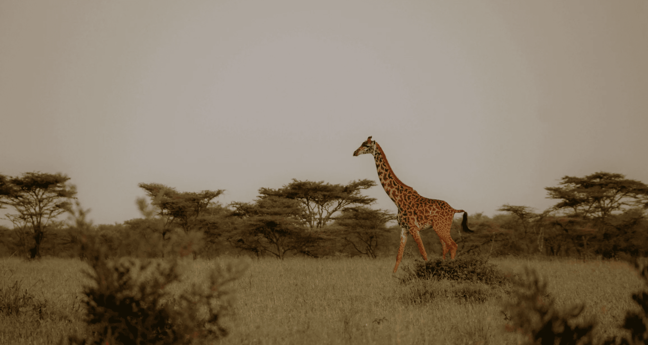 Giraffe in African savanna